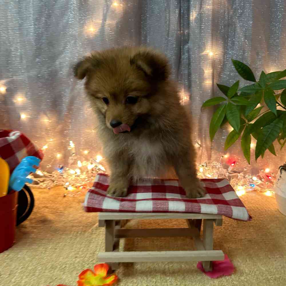 carousel pet images