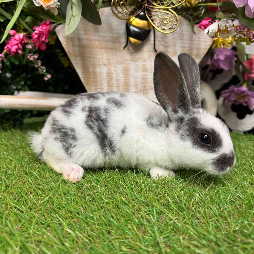carousel pet images