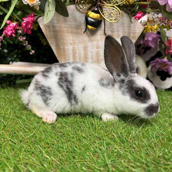 Mini Rex Mix