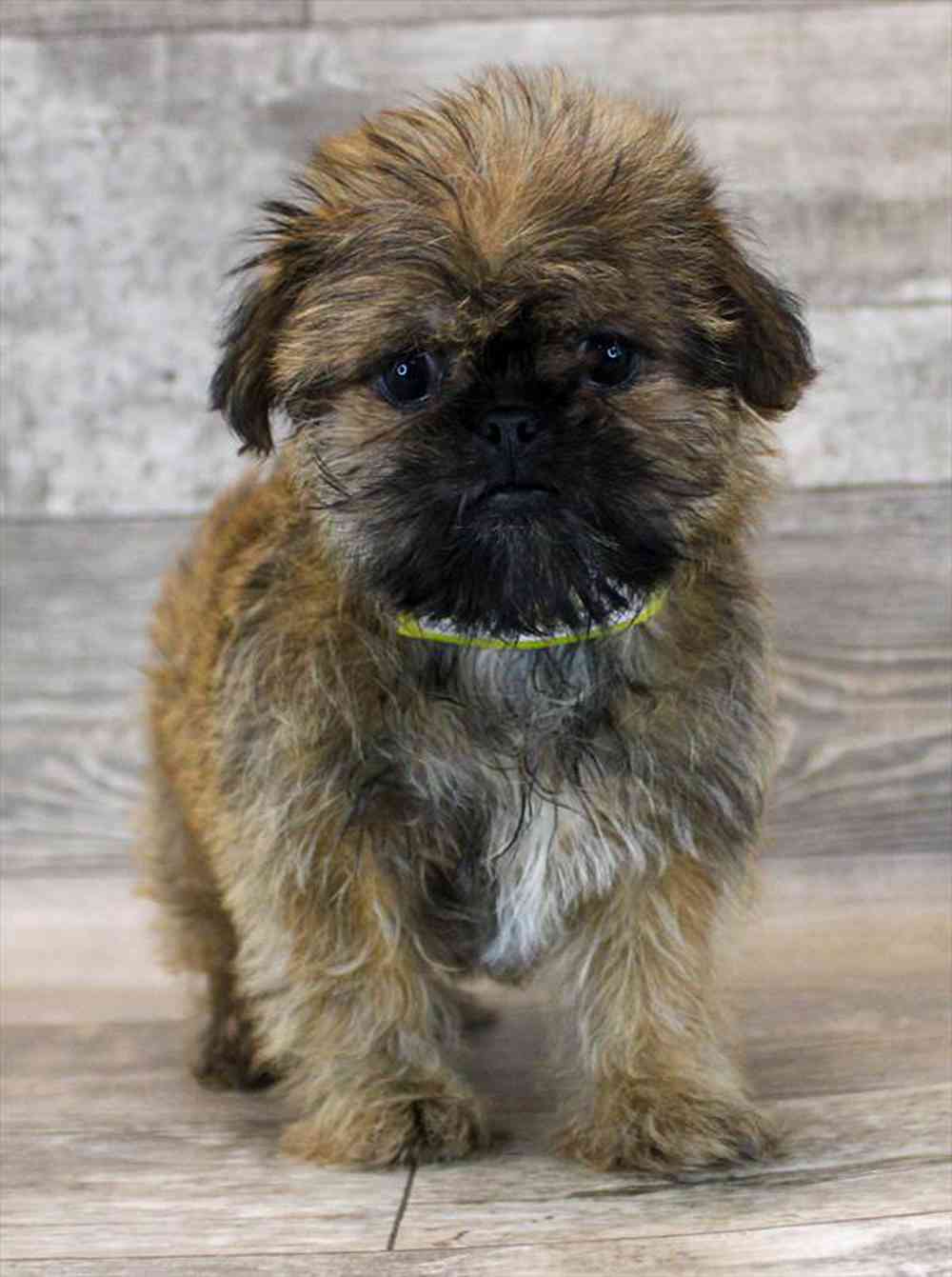 Shiffon Puppies for sale Pets Plus Stafford