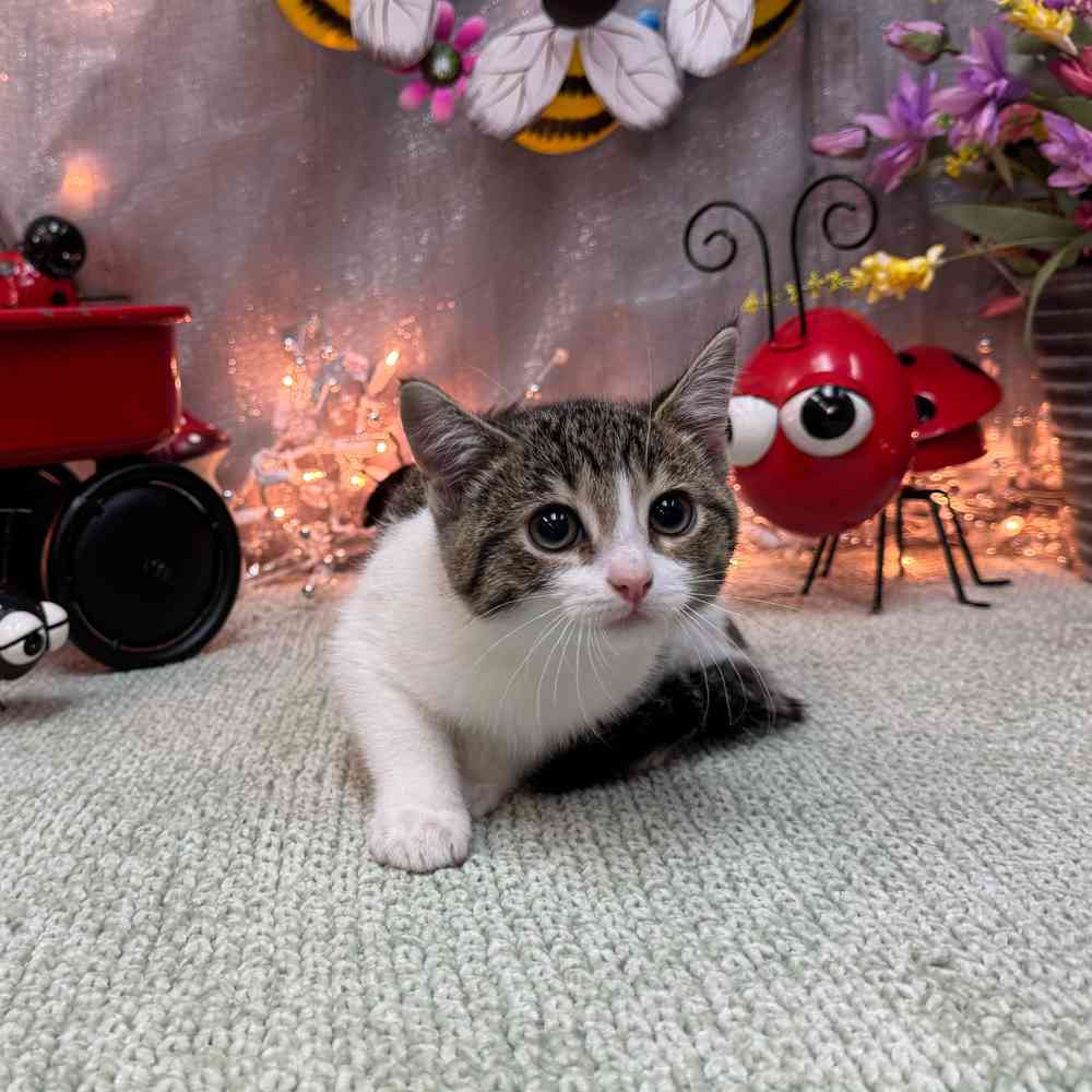 Image of a pet breed in the gallery