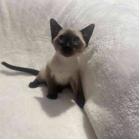 Siamese