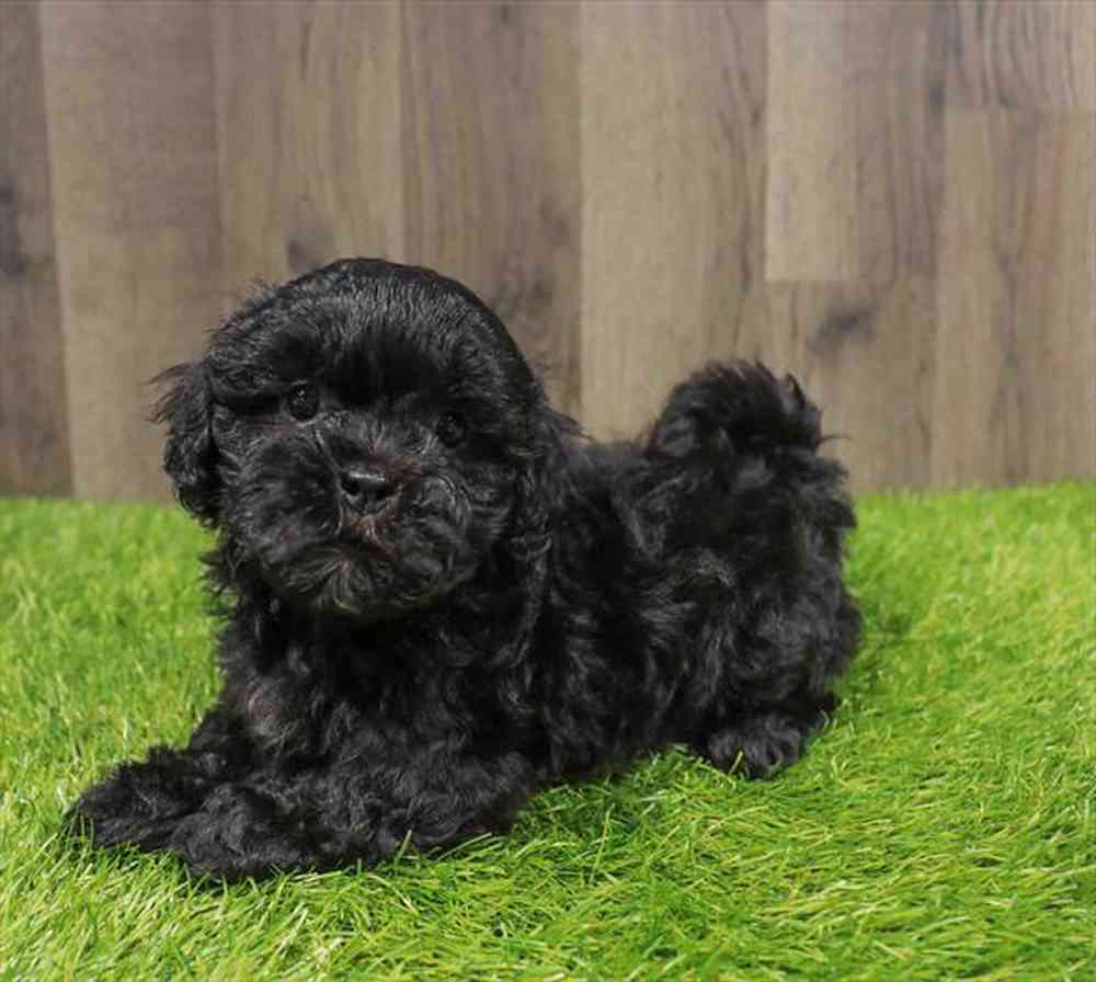 Image of a pet breed in the gallery