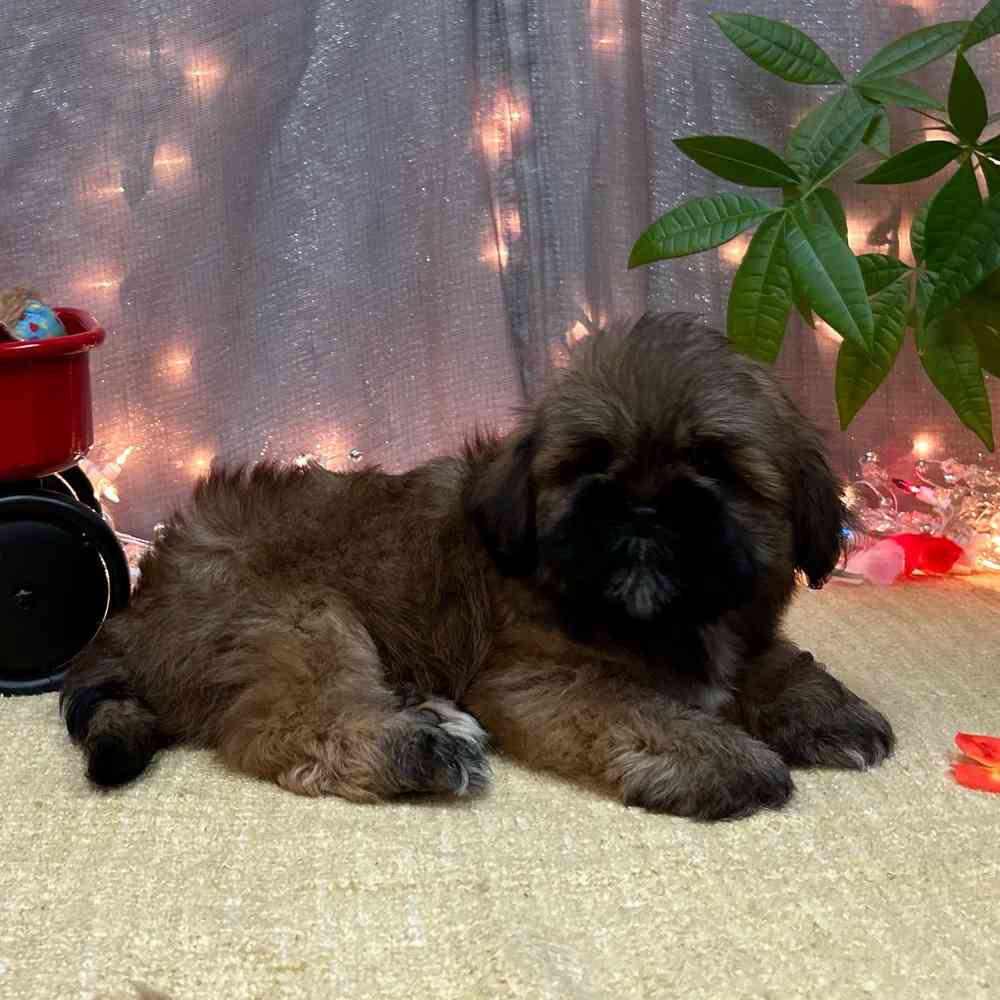 carousel pet images