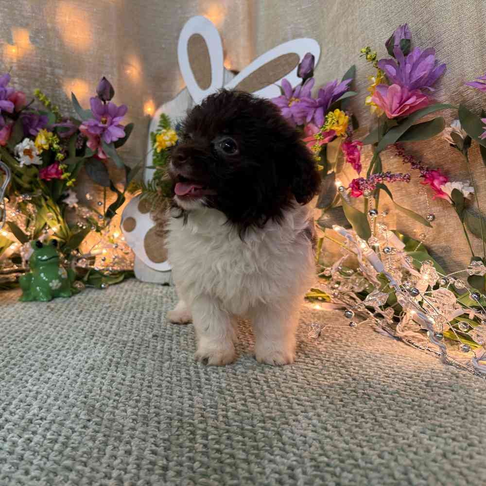 carousel pet images