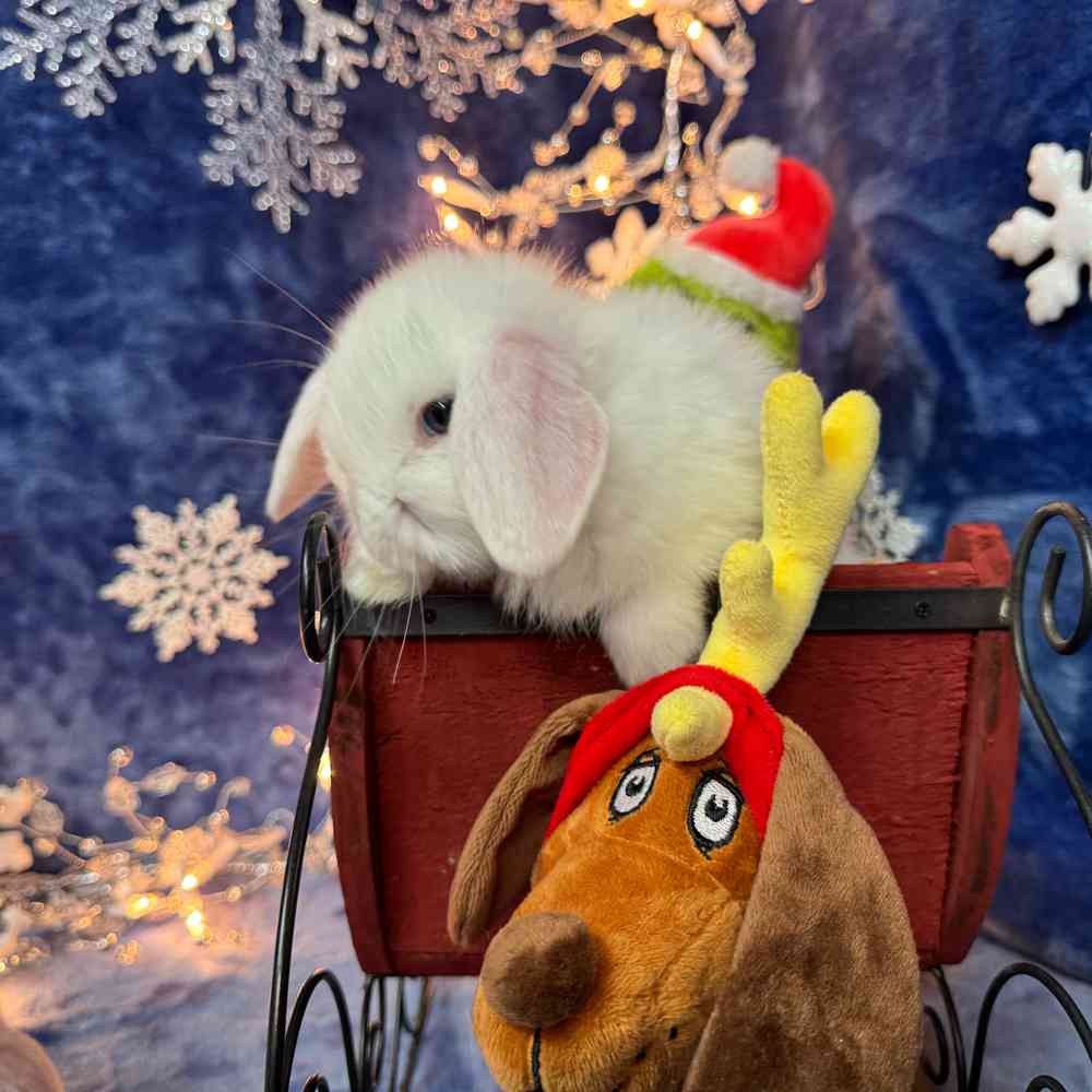 carousel pet images