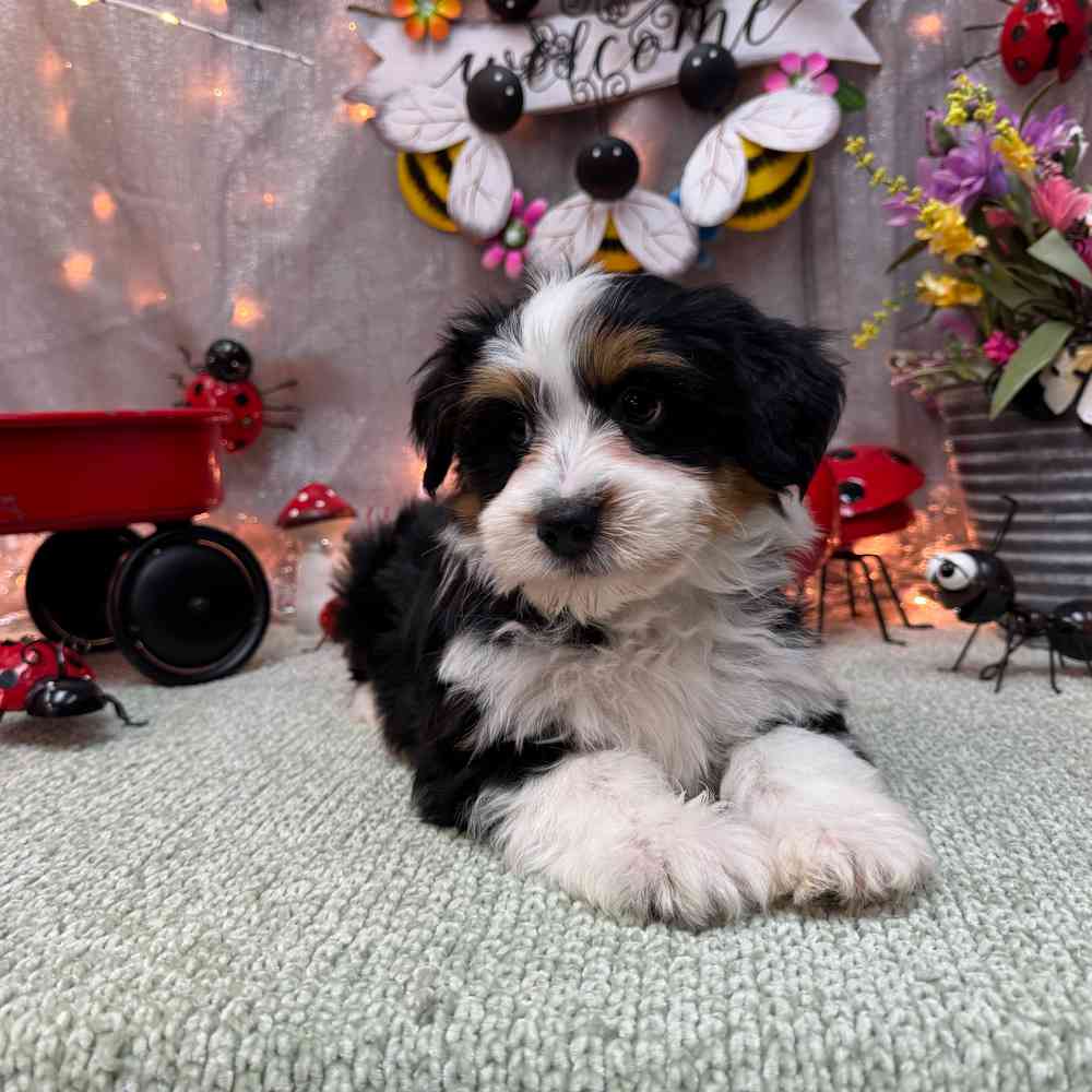 carousel pet images
