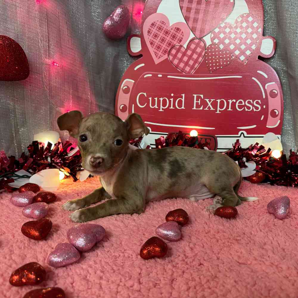 carousel pet images