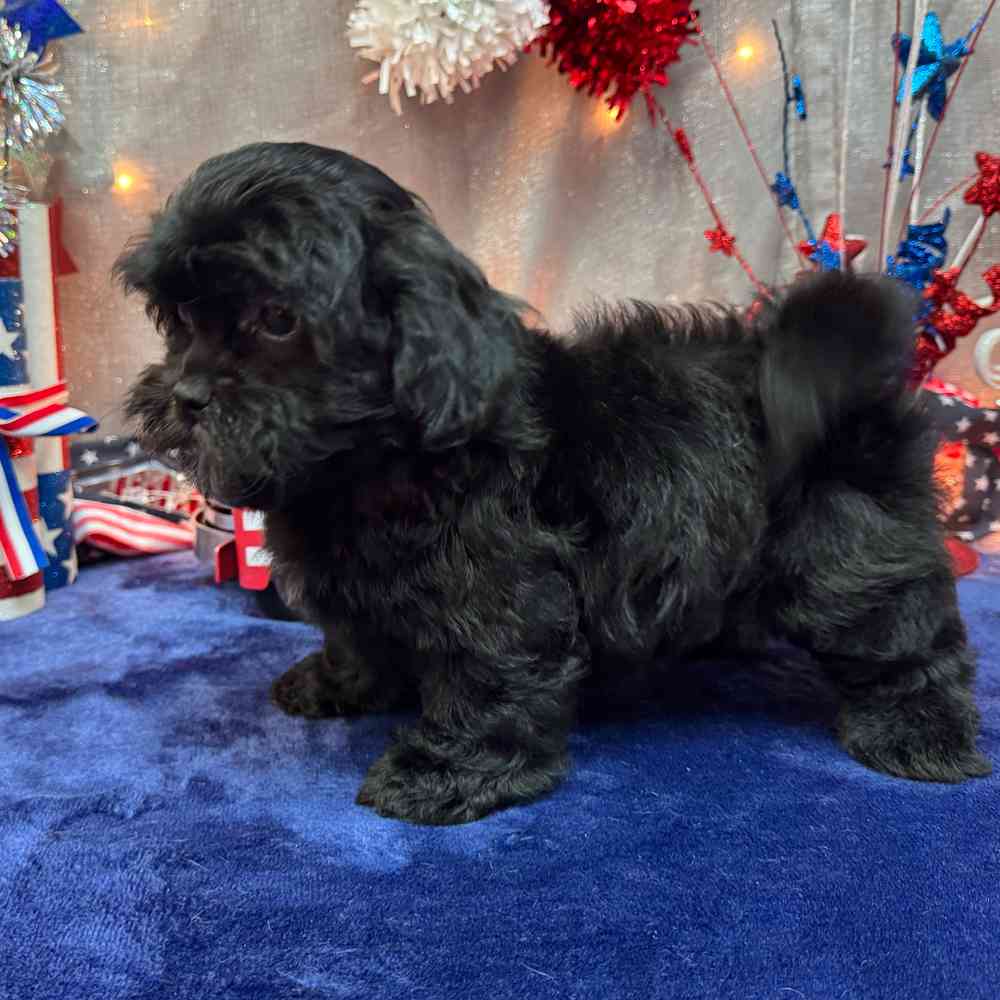 Image of a pet breed in the gallery