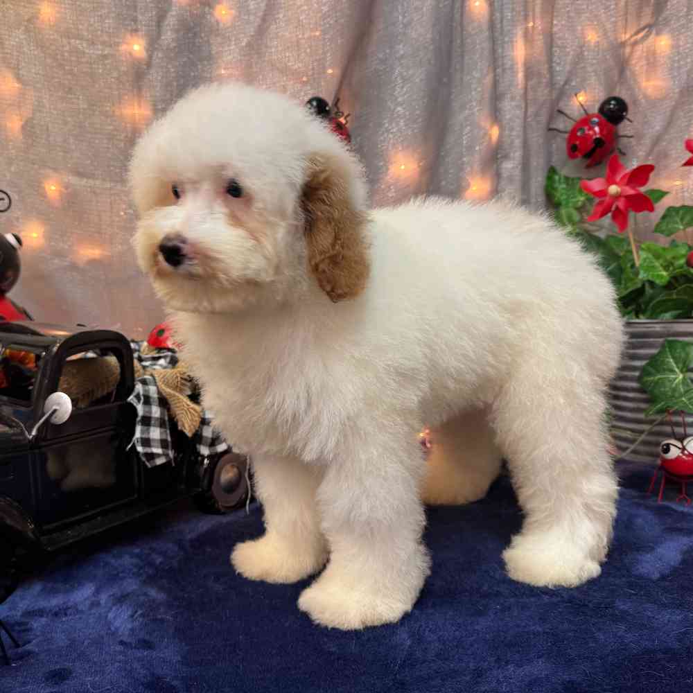 carousel pet images