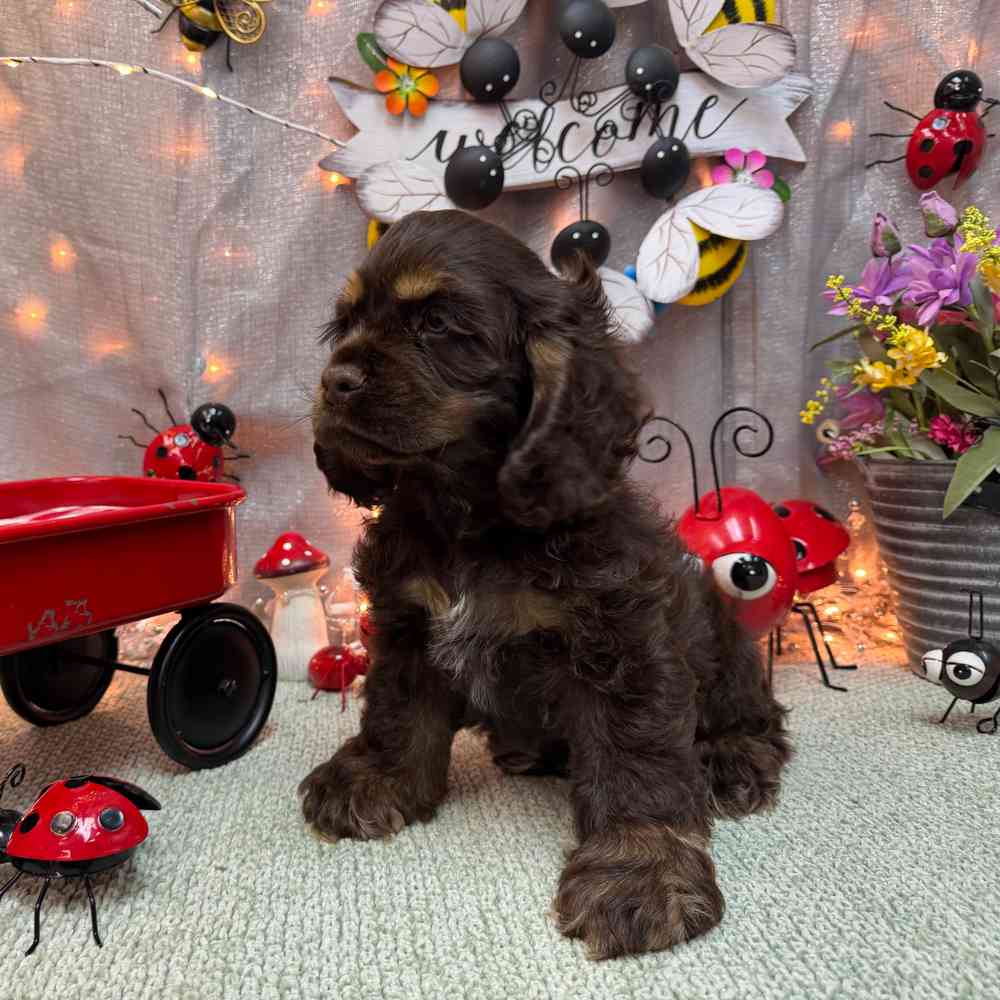 carousel pet images