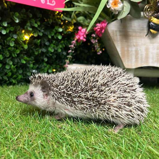 Hedgehog