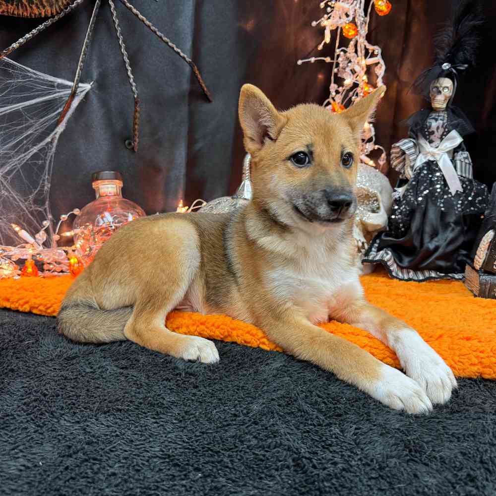 carousel pet images