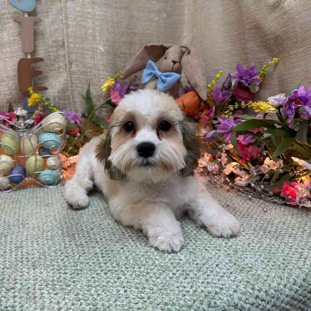 carousel pet images