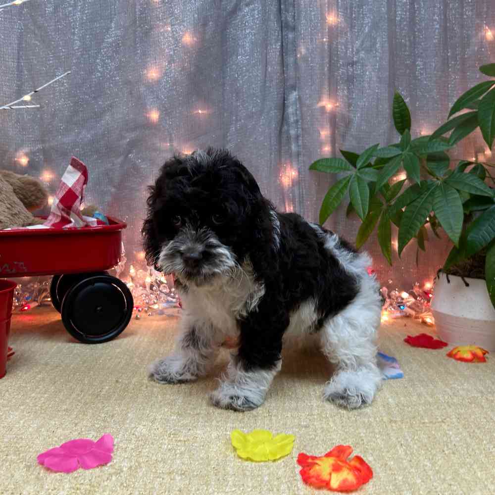 carousel pet images