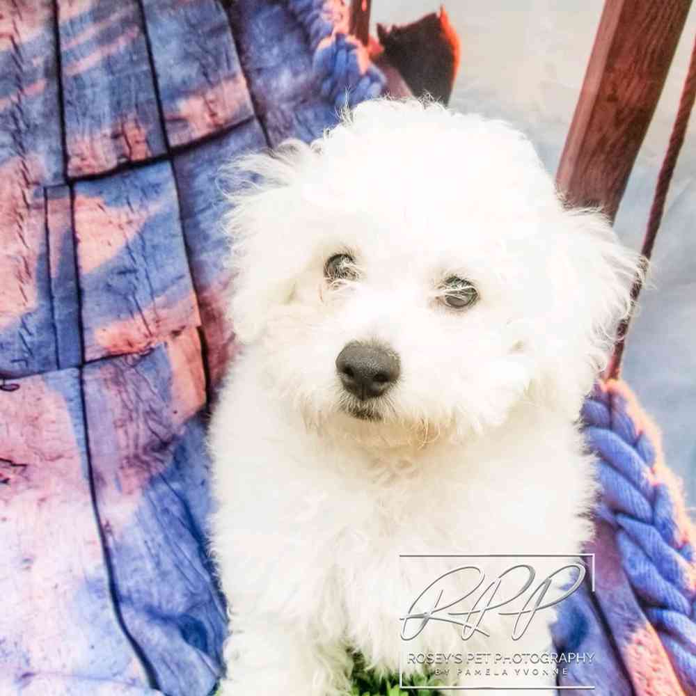 carousel pet images