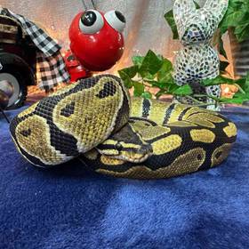 Ball Python