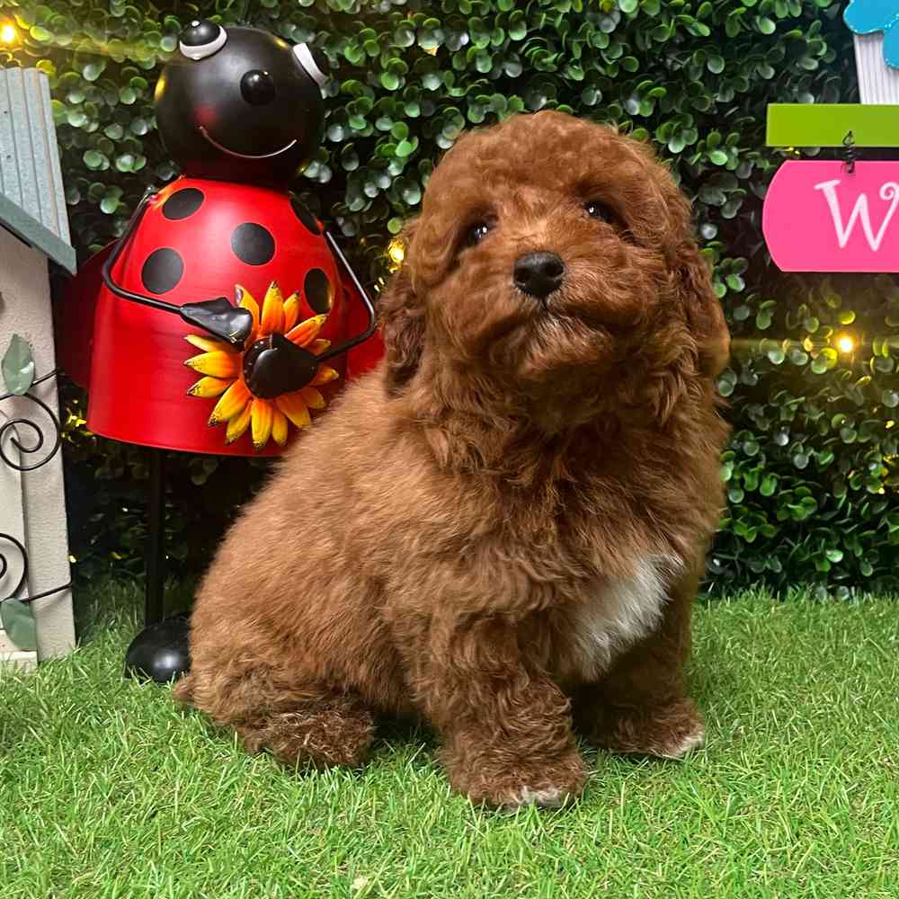 carousel pet images
