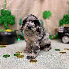 Cockapoo