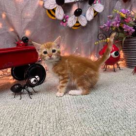 Domestic Kitten