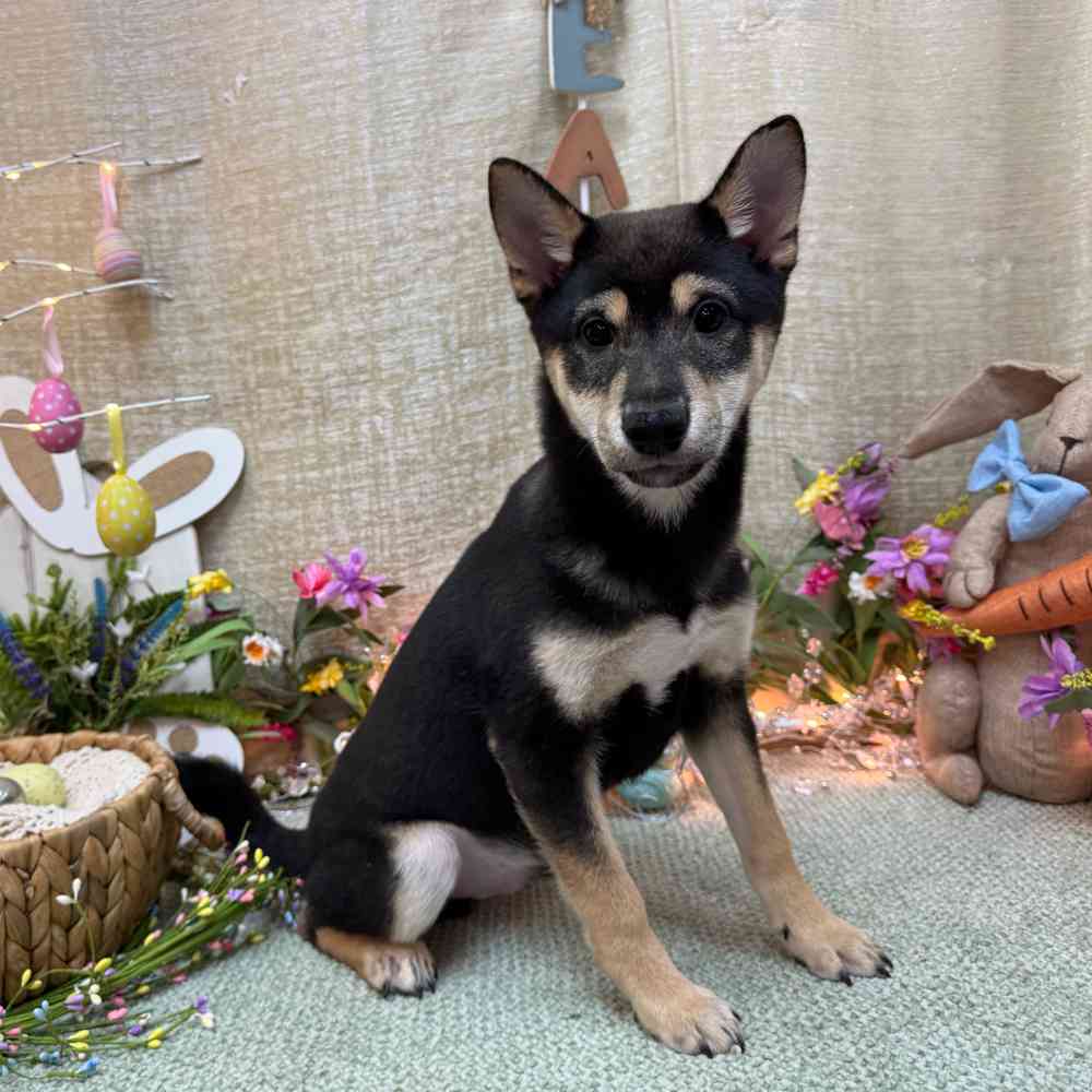 carousel pet images