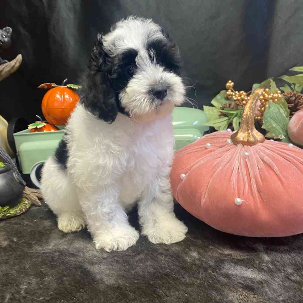 carousel pet images