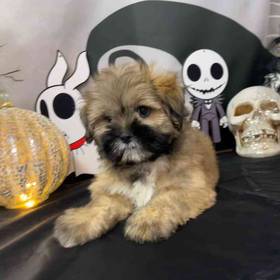 Lhasa Apso