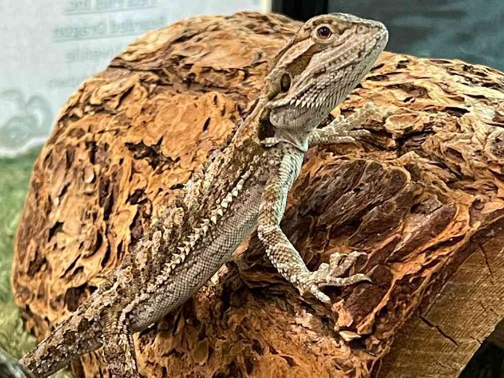 carousel pet images