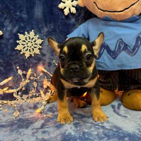 French Bulldog