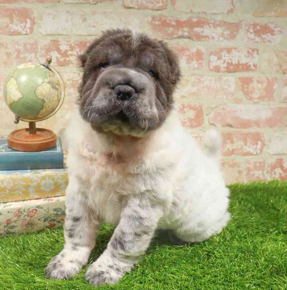 carousel pet images