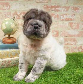 Shar Pei