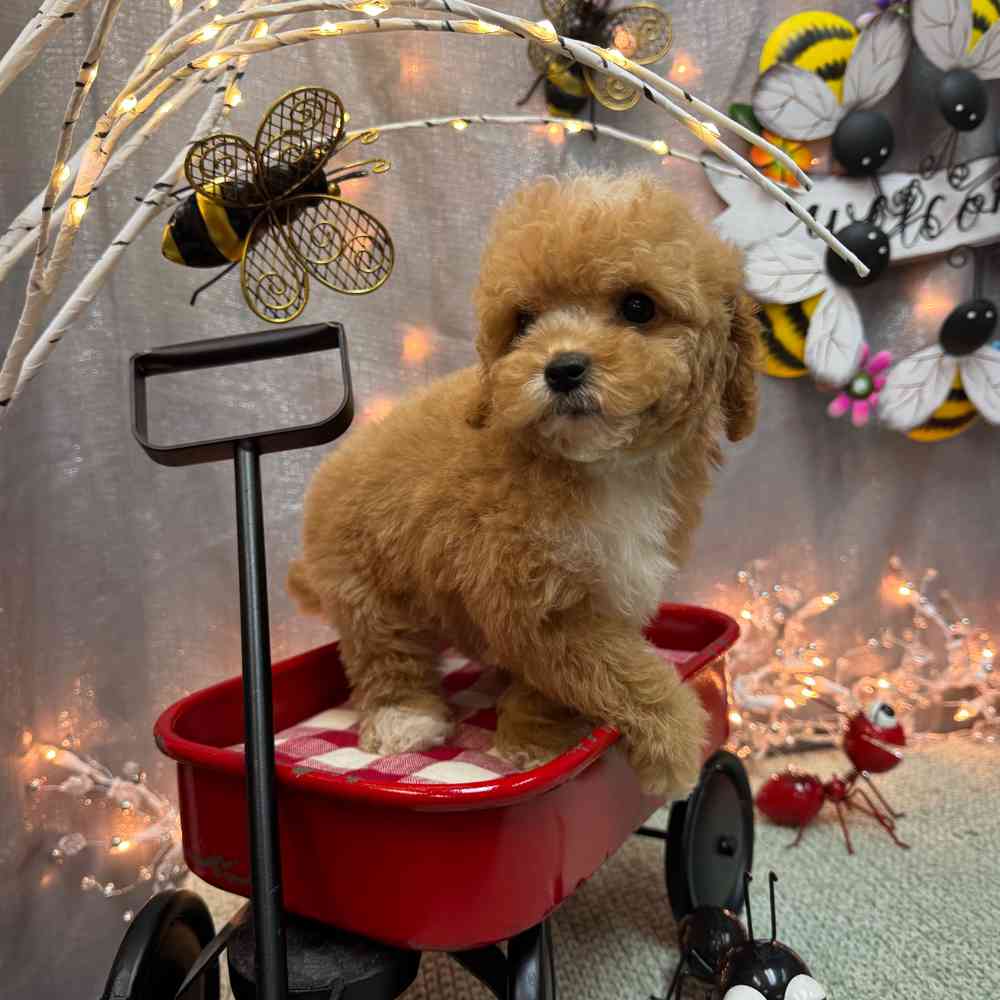carousel pet images