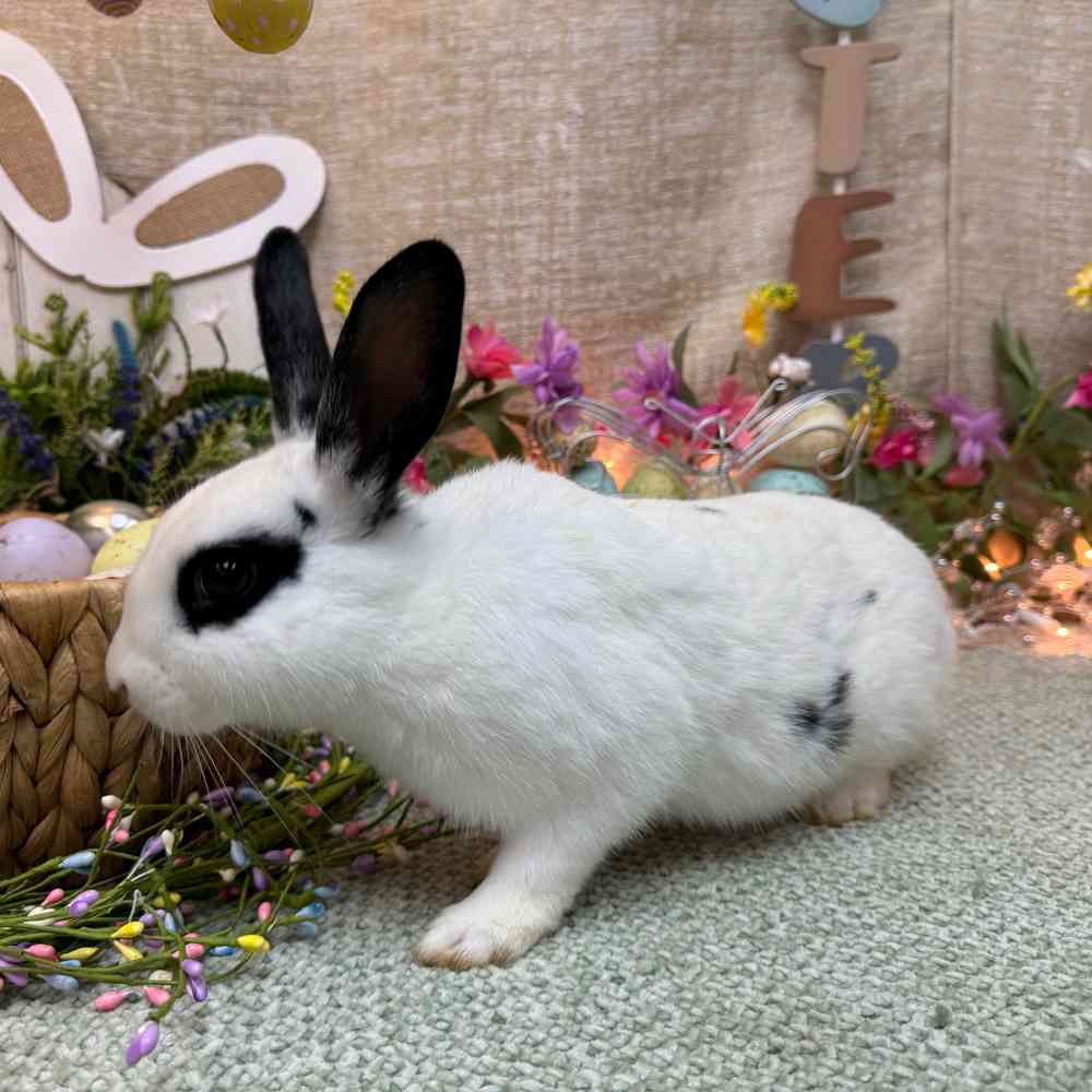 carousel pet images