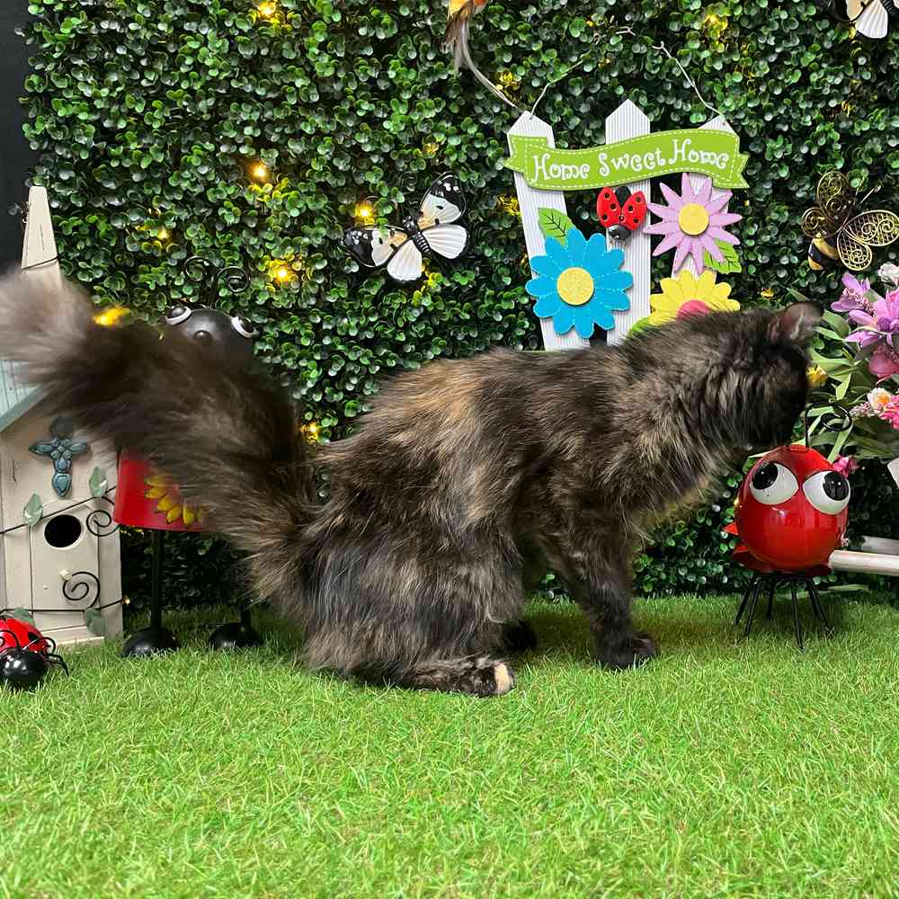 carousel pet images