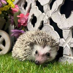 Hedgehog