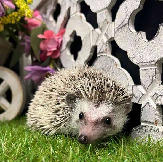 Hedgehog