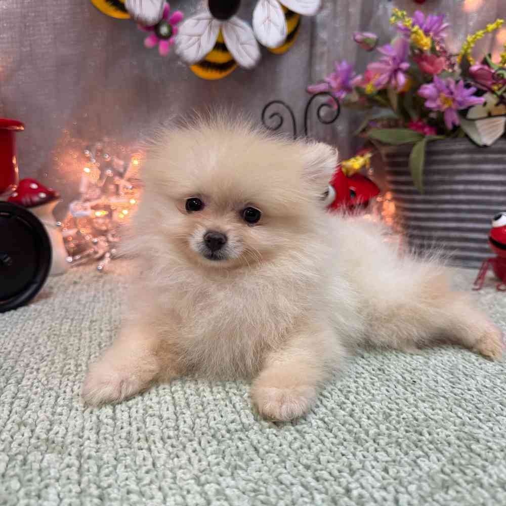 carousel pet images