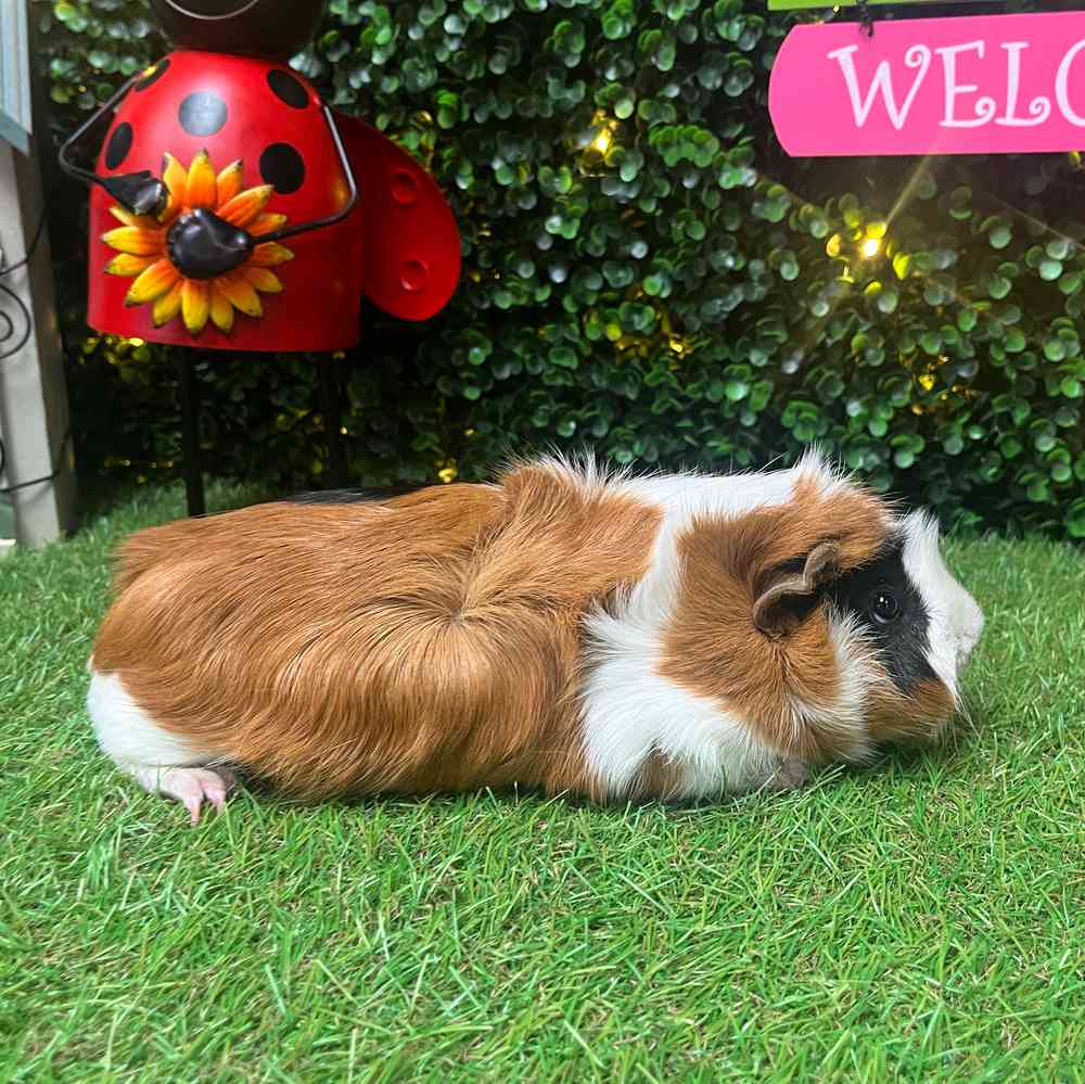 carousel pet images