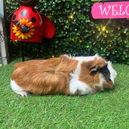 Adoption Guinea Pig