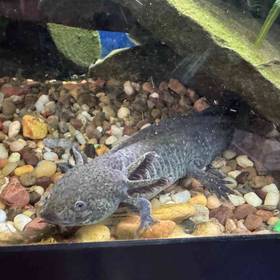 Axolotl