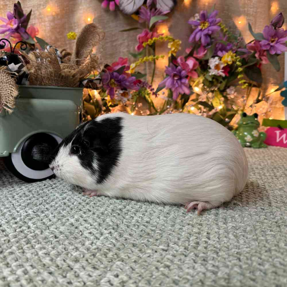 carousel pet images