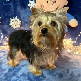 Yorkshire Terrier