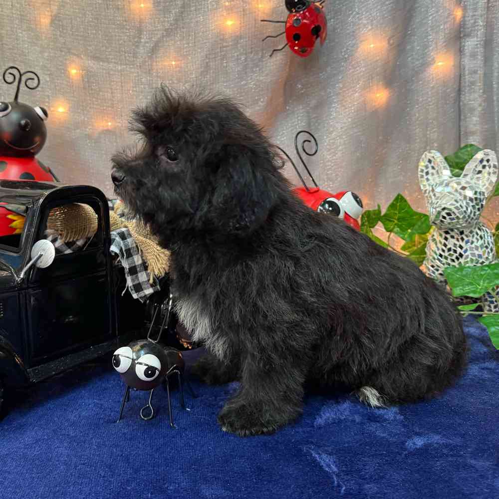 carousel pet images