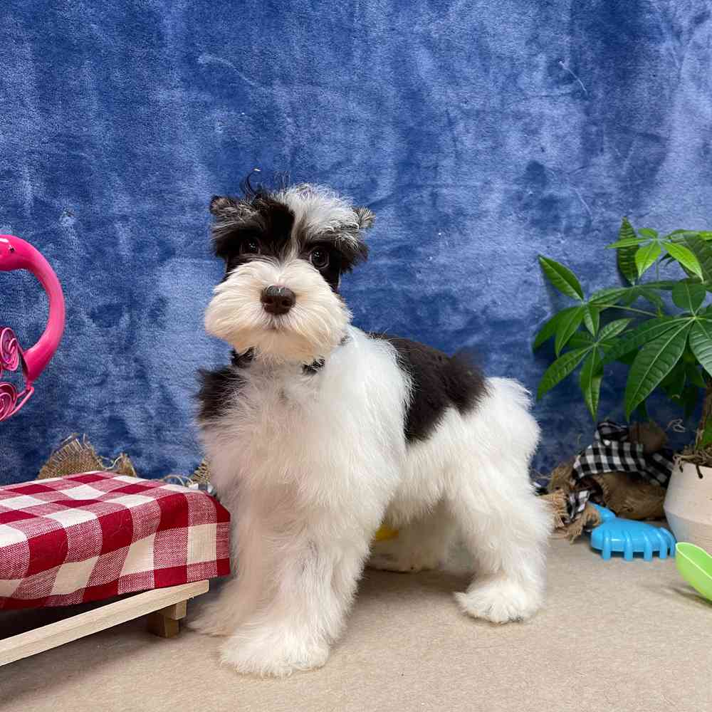 carousel pet images