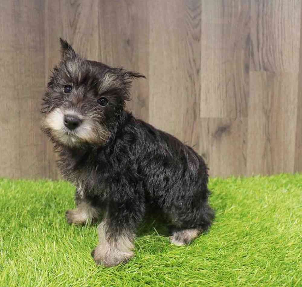 Image of a pet breed in the gallery