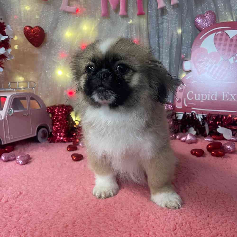carousel pet images