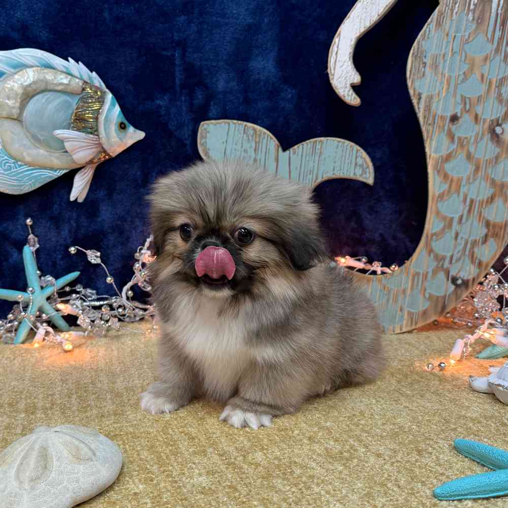 carousel pet images