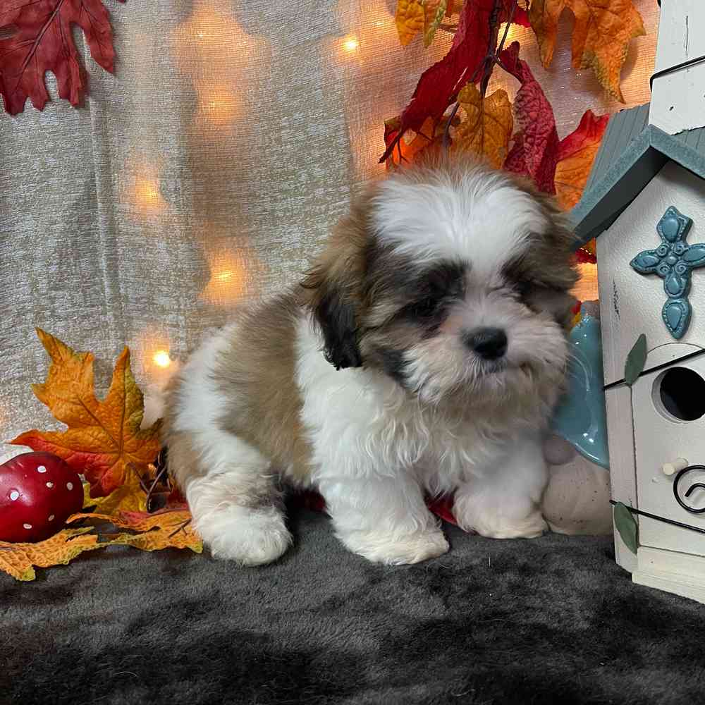 carousel pet images