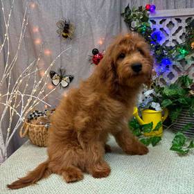 Miniature Goldendoodle
