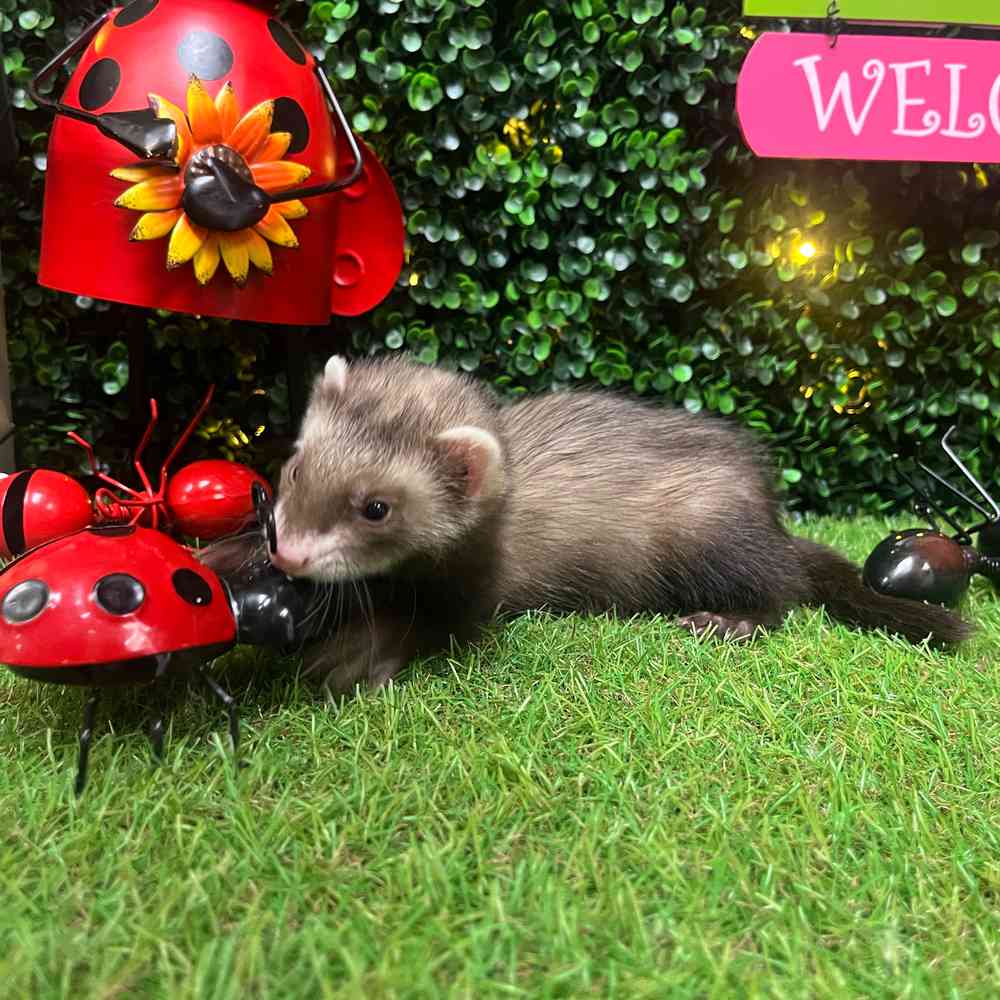 carousel pet images